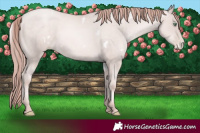 Horse Color:Platinum White Spotted Sable Champagne Pearl Rabicano 