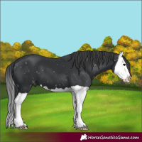 Horse Color:Black Splash 