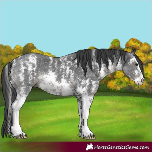 Horse Color:Black Sabino 