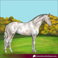 Horse Color:White Spotted Chocolate Palomino Appaloosa 