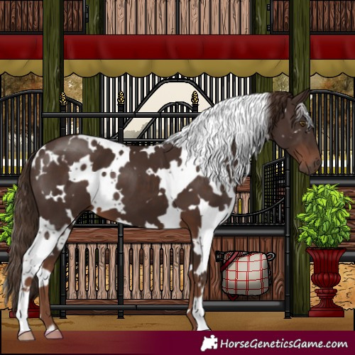 Horse Color:White Spotted Liver Chestnut 