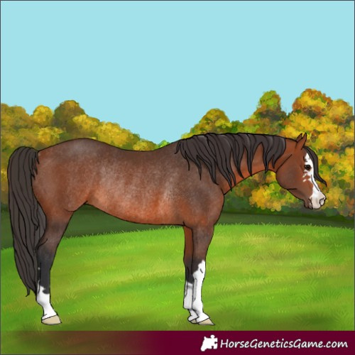 Horse Color:Bay Rabicano 