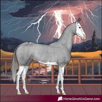 Horse Color:Black Splash Varnish Rabicano 