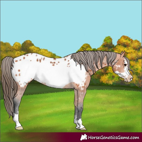Horse Color:Bay Frame Appaloosa Rabicano 