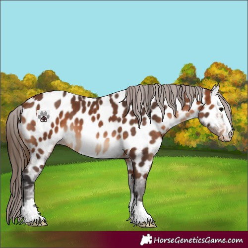 Horse Color:Bay Near Leopard