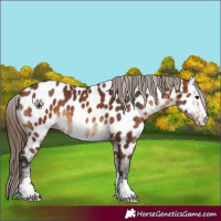 Horse Color:Bay Appaloosa 