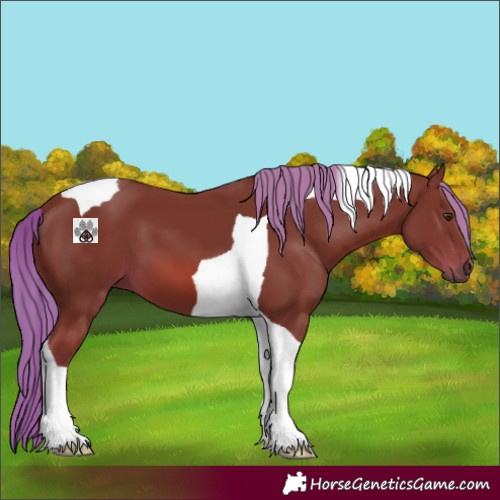 Horse Color:Chestnut Tobiano