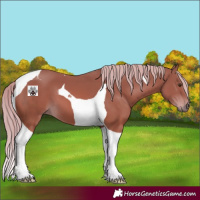 Horse Color:Chestnut Tobiano
