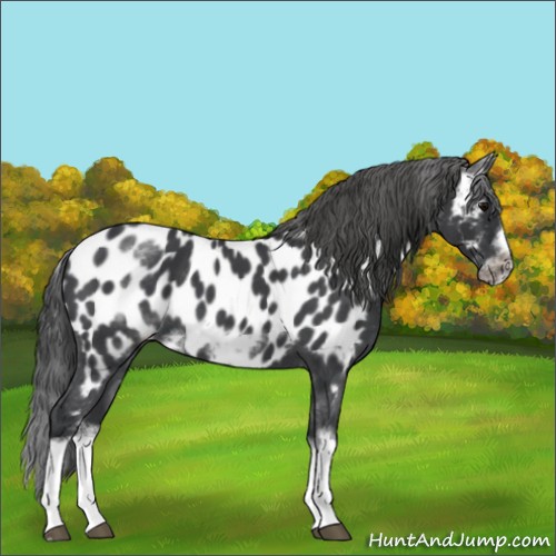 Horse Color:White Spotted Blue Roan Splash Frame Appaloosa 