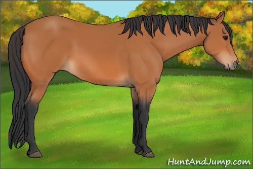 Horse Color:Unknown 