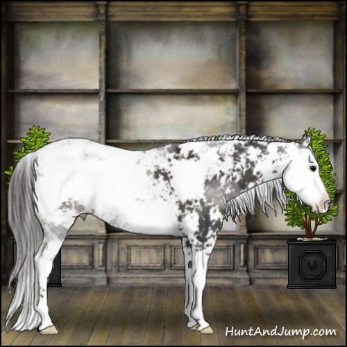 Horse Color:Smoky Black Sabino 