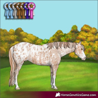 Horse Color:White Spotted Brown Pearl Tobiano Appaloosa  and Brown Pearl Appaloosa 