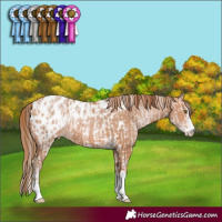 Horse Color:White Spotted Brown Pearl Tobiano Near Leopard  and Brown Pearl Near Leopard 