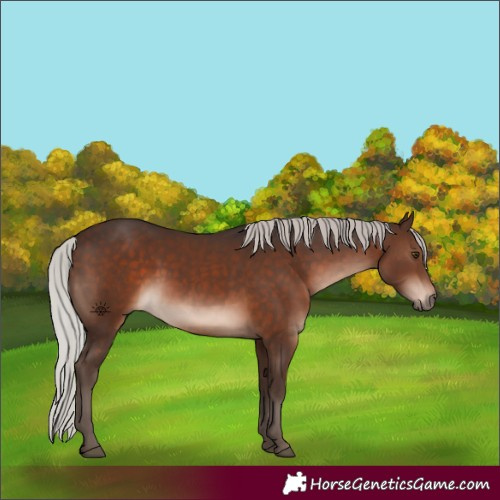 Horse Color:White Spotted Silver Brown 