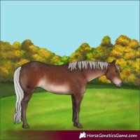 Horse Color:White Spotted Silver Brown 