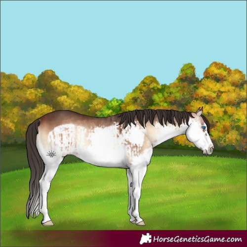 Horse Color:Bay Onyx Splash Rabicano  and Bay Onyx Splash Frame Rabicano 