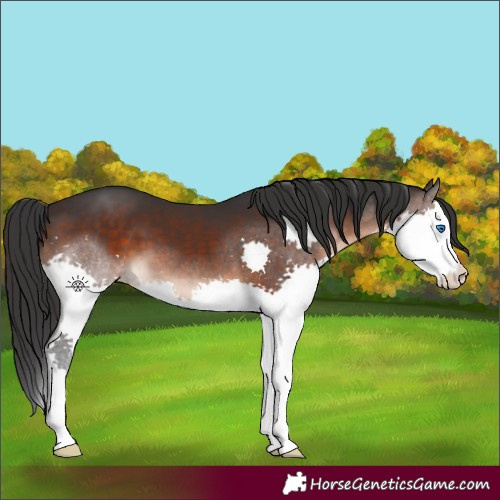 Horse Color:Brown Splash 