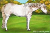 Horse Color:Chestnut Sabino 