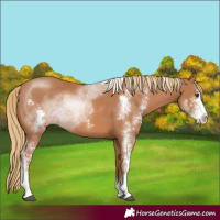 Horse Color:Chestnut Sabino
