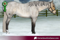 Horse Color:Silver Buckskin Roan Dun 