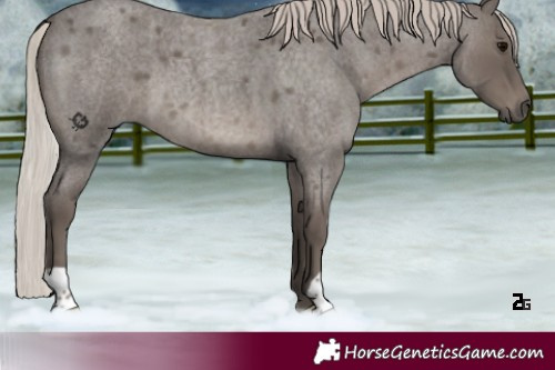 Horse Color:Silver Blue Roan 