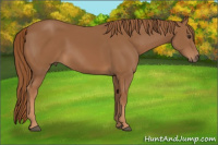 Horse Color:Chestnut Rabicano 