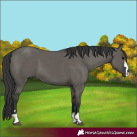 Horse Color:Grullo 