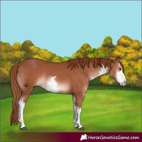 Horse Color:White Spotted Chestnut 