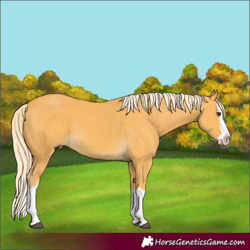 Horse Color:Palomino Splash 
