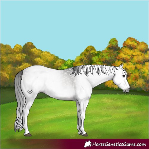 Horse Color:Gray Platinum Bay Onyx Splash