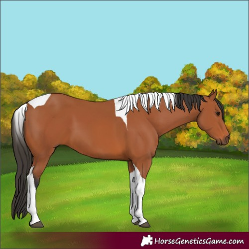 Horse Color:Bay Tobiano 