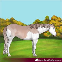Horse Color:Platinum Chestnut Splash 