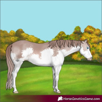 Horse Color:Platinum Chestnut Splash 