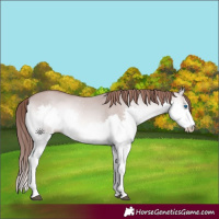 Horse Color:Platinum Red Dun Onyx Splash 