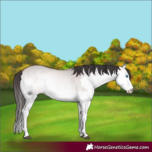 Horse Color:Platinum Bay Onyx Splash 