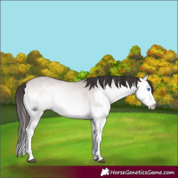 Horse Color:Platinum Bay Onyx Splash 
