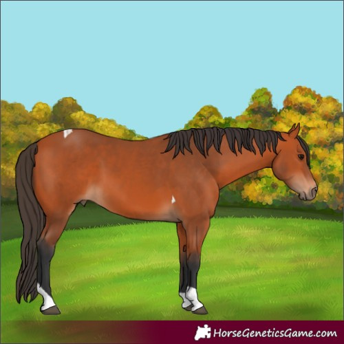 Horse Color:Bay Tobiano 