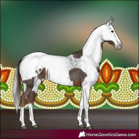 Horse Color:Liver Chestnut Sabino Splash Appaloosa  and Gray Liver Chestnut Sabino Splash Appaloosa 