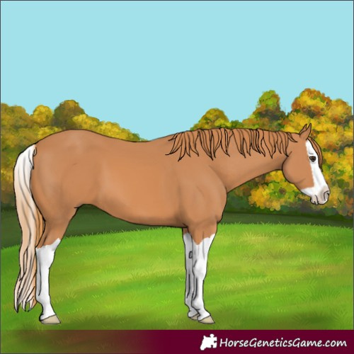 Horse Color:Chestnut Splash 