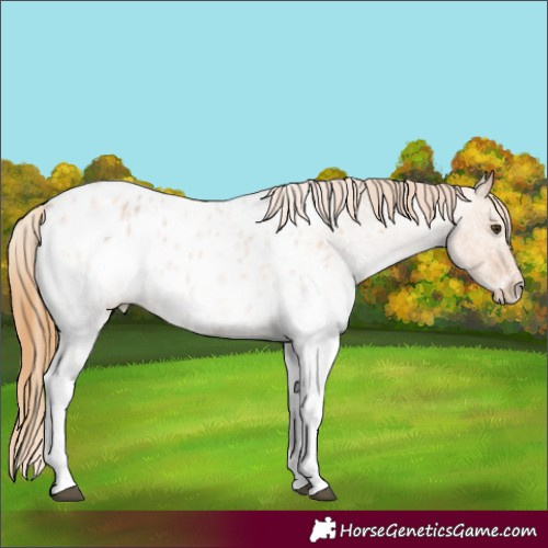 Horse Color:White Spotted Red Roan Appaloosa 