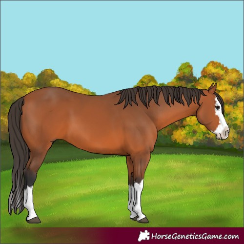 Horse Color:Bay Splash 