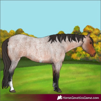 Horse Color:Bay Roan Sabino 