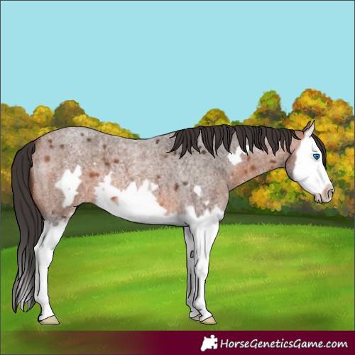 Horse Color:Bay Roan Splash Frame