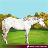Horse Color:Red Roan Appaloosa 