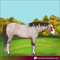 Horse Color:Bay Roan Splash 