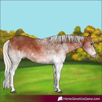 Horse Color:White Spotted Silver Brown 