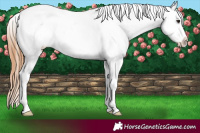 Horse Color:White Spotted Red Onyx Varnish Rabicano 