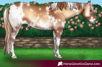 Horse Color:White Spotted Red Onyx 