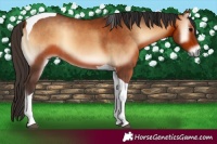 Horse Color:Bay Onyx Tobiano 