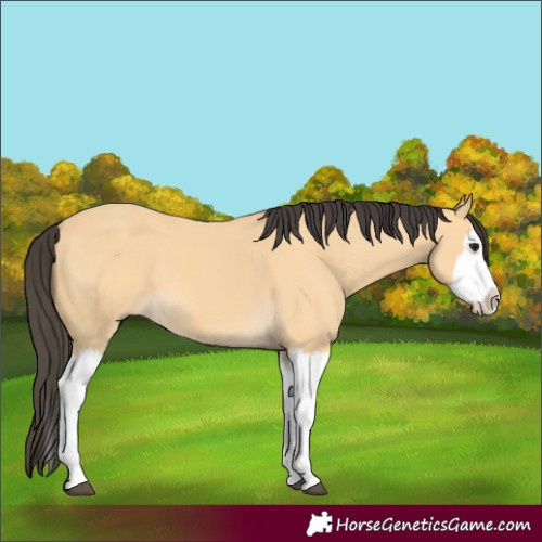 Horse Color:Buckskin Splash 